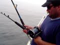15 foot shark on a rod and reel