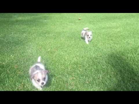 Romeo loves to run around in the grass after a good potty break