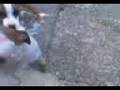 wycombe dog fight