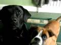 Rosie The Boxer Wants To Eat The Camra