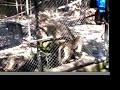 Baboons
