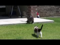 Otto and Egon Go Outside BONUS FOOTAGE