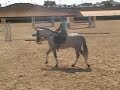 Kür Intermedia Jazmin/ Caballo Quita sueños Manele-Gratis.net