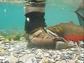 Underwater Brook Trout Release