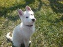 Alaskan Husky puppy