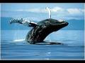 videos de Prevention