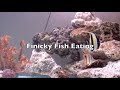Finicky fish eating