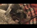 Minature Schnauzer Birth 2 Minature Schnauzer Birth 2