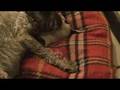 Minature Schnauzer Birth 2