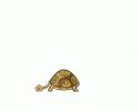 tortue tortue