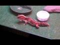 Rodney eating crickets