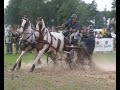 het Gelders paard = the Gelderlander = der Gelderländer het Gelders paard = the Gelderlander = der Gelderländer