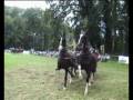 het Gelders paard = the Gelderlander = der Gelderländer