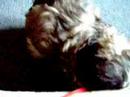 Rozia The Shih-Tzu puppy.