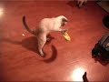 Bananas Versus Cats