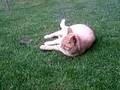 Daft Cat