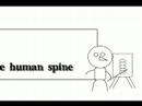 the-human-spine.html