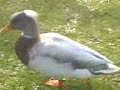 Duck with a quiff