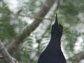Great-tailed Grackles