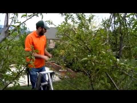 how to care almond tree