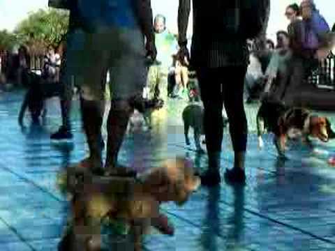 Small dogs at dog park