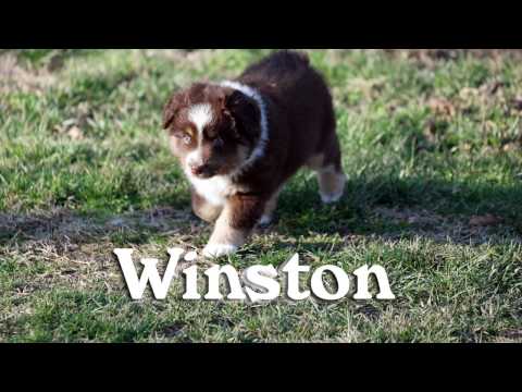 Winston, Miniature Australian Shepherd Puppy