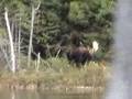 2007 20 point bull