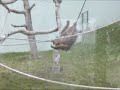 +Bojnice ZOO orangutan  - Bojnice ZOO orangut�n .MOV