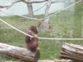 Bojnice ZOO orangutan - Bojnice ZOO orangután .MOV