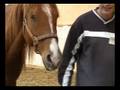 Horsevision Democlip