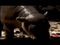 Rare Pygmy Hippo Size of Puppy