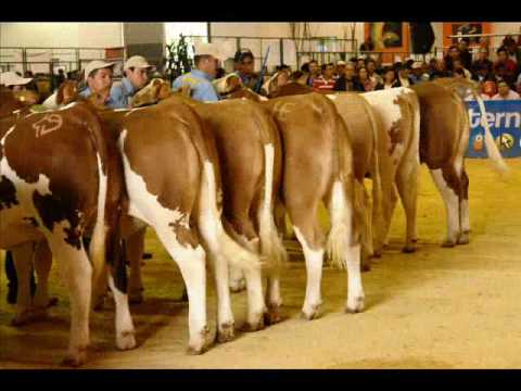 COMPRA Y VENTA DE GANADO SIMMENTAL EMBRIONES, SEMEN, NOVILLAS TORETES