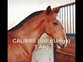 Cavalos Lusitanos - Coudelaria Rebello Andrade - RAE Cavalos Lusitanos - Coudelaria Rebello Andrade - RAE