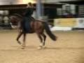 videos de Cavalos Lusitanos - Coudelaria  Rebello Andrade - RAE
