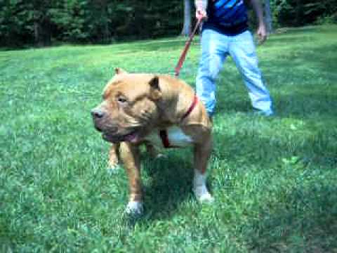 red nose pitbull