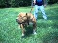 Bus the Biggest Red Nose Pit Bull in the World Here ...