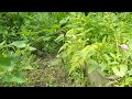 Click here to watch this video ジャコウアゲハの産卵１