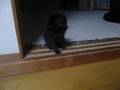 こねこ