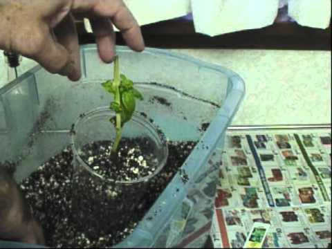 how to plant sweet basil