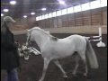 Kaviford Infinity - Welsh Pony Stallion (Unedited) Kaviford Infinity - Welsh Pony Stallion (Unedited)