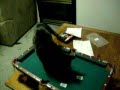 Funny Cat Playing Pool