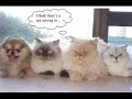 very funny cats - numb very funny cats - numb