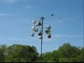 Purple martins Purple martins