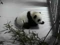 Mei Lan Tastes Bamboo