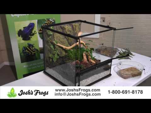 YouTube reptile video