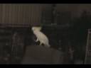 Cockatoo Cockatoo