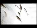 videos de ORSO E I SALMONI