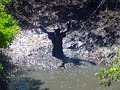 Monstro do Mangue (Impressionante)