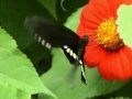 Butterfly.wmv