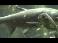 Asian Carp Swimming, Up Close